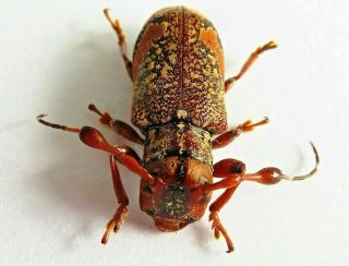 Coleoptera - Cerambydae Sp Rare Ucayali - Peru