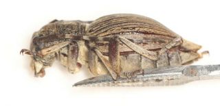 Cerambycidae Cerambycinae Longhorn Beetle W.  Sichuan 3