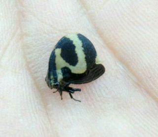 Insect Hemiptera Membracidae Sp N° 08 - From - Peru