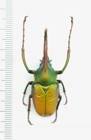 Cetoniidae Theodosia Antoinei 40mm From Borneo
