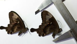 Rare Papilio Neumogeni 2m,  Sumba,  Indonesia,  Unmounted