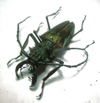 Cerambycidae Prioninae Psalidognathus Superbus 60mm 3 Peru - San Martin Region