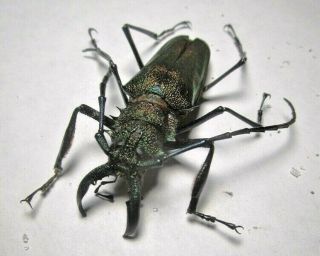 Cerambycidae Prioninae Psalidognathus Superbus 60mm 2 Peru - San Martin Region