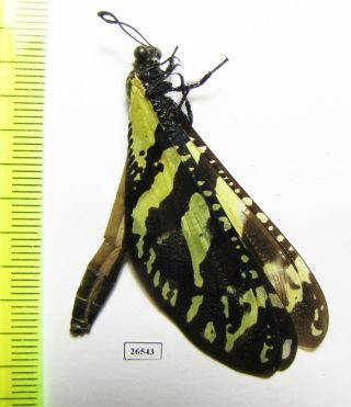 Neuroptera,  Myrmeleontidae Sp. ,  Angola