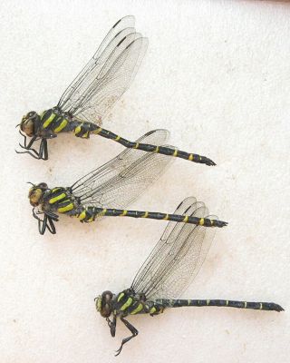 Odonata : Cordulegaster Bidentata 3 Exx From Italy