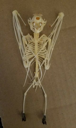 Real Bat Skeleton.  Taxidermy.  Bat Skull.  Real Skeleton