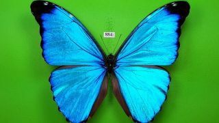 Morphidae Morpho Absoloni Male From Peru Mounted 884