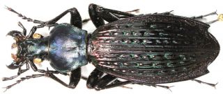 6.  Carabidae - Carabus (apotomopterus) Yuae Ssp.  Arlequinus.  Female