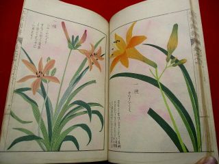 2 - 20 Japanese Honzo14 Plant Botanical Woodblock Print Book