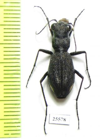 Cicindelinae,  Dromica Sp. ,  Female,  South Africa Rep.
