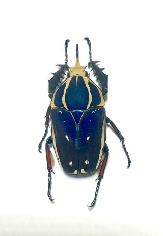 Big Mecynorrhina Ugandensis,  67mm.  Male Blue Color (breeding) 163