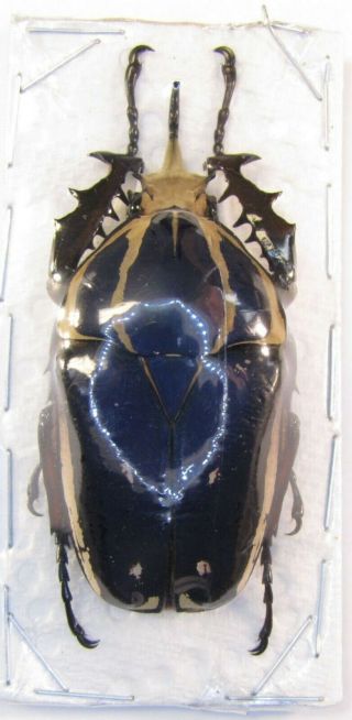 BIG Mecynorrhina ugandensis,  67mm.  male BLUE COLOR (Breeding) 163 2