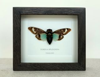 Blue Cicada (tosena Splendida) Real Cicada Frame Taxidermy