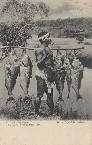 Vintage Postcard Fish For The Camp Australian Studies From Life Series 1900s