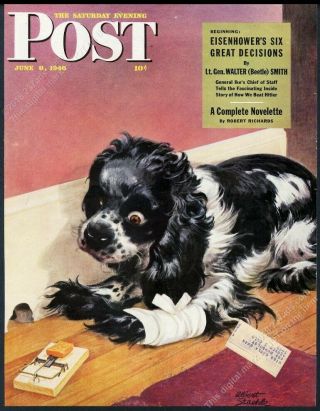 Saturday Evening Post Framing Cover June 8 1946 Butch Cocker Spaniel Staehle