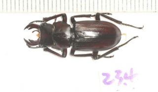 Lucanidae Digonophorus Sp.  23.  4mm W.  Yunnan