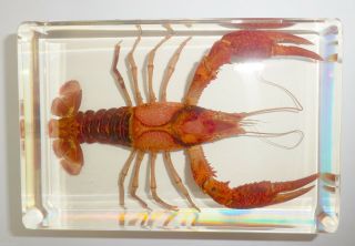 Large Red Lobster Freshwater Crayfish Clear Block Education Animal Specimen