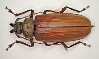 Cerambycidae - Xixuthrus Ssp 69mm From Palawan 652