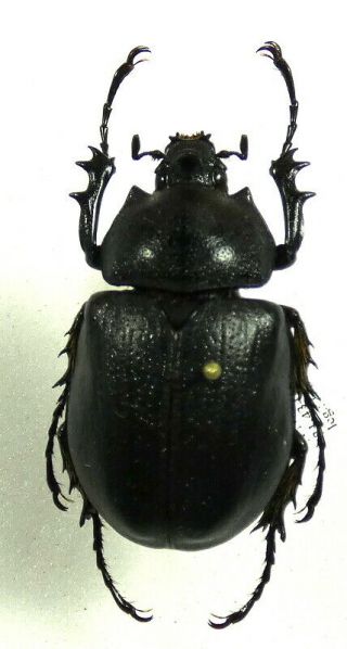 Beetles,  (2349),  Dynastidae,  Megasoma Punctulatus,  Female