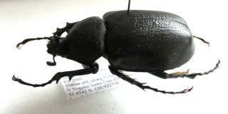 BEETLES,  (2349),  Dynastidae,  Megasoma punctulatus,  female 2