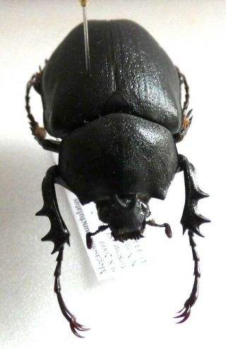 BEETLES,  (2349),  Dynastidae,  Megasoma punctulatus,  female 3