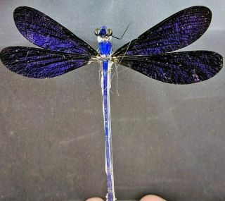 Y43 Real Damselfly Dragonfly Odonates Spread 3” Glass Dome Display Specimen