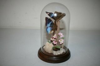 Vintage Butterfly Taxidermy Mounted Glass Dome Display Wood Base