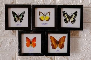 Real 5 Butterfly Taxidermy Framed Insect Home Decoration No.  2