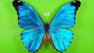 Morphidae Morpho Absoloni Male From Peru Mounted 829