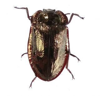 Pterohelaeus Sp.  Tenebrionidae 22mm From Jayapura Province Papua Guinea Png