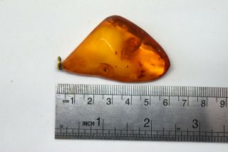 Large Vintage Natural Baltic Butterscotch Amber Pendant 3