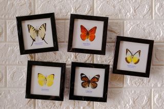 Real 5 Butterfly Taxidermy Framed Insect Home Decoration No.  1