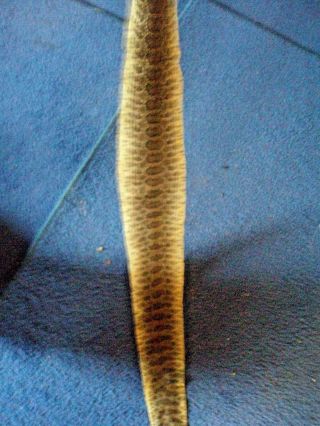 Rattlesnake Skin Prairie Rattler Hide Soft Tanned Bow Wrap Pen Blanks 38 In.  T8