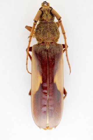 Cerambycidae Sp.  Colombia Panamá Frontier