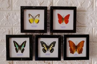 Real 5 Butterfly Taxidermy Framed Insect Home Decoration No.  3