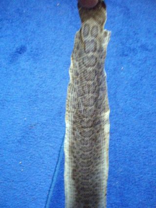 Rattlesnake Skin Prairie Rattler Hide Soft Tanned Bow Wrap Pen Blanks 38 In.  T1