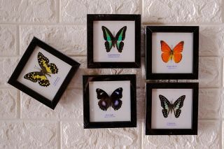 Real 5 Butterfly Taxidermy Framed Insect Home Decoration No.  5