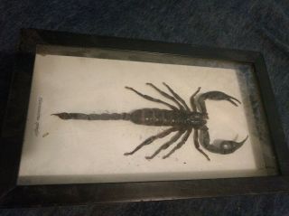 Giant Scorpion In Framed Taxidermy Insect