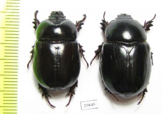 Dynastinae sp. ,  pair,  South Africa Rep. 2