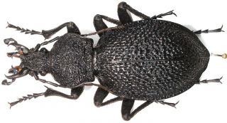 26.  Carabidae - Carabus (procerus) Gigas Ssp.  Parnasicus.  Male