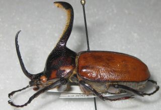 Dynastidae Golofa Xiximeca Male A1 40mm (mexico)