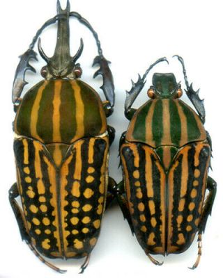 Coleoptera - Cetonidae - Chelorrhina Romyae - Cameroon Pair 69.  8/49.  2 Mm