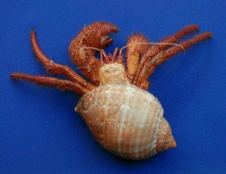 77884 White - Spotted Hermit Crab Dardanus Megistos,  103.  8 Mm