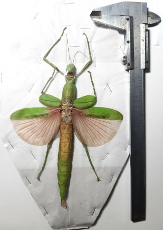 Monster Pink Phasmidae : Platycrana Viridana 1f,  Peleng,  Indonesia