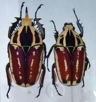 Mecynorrhina Ugandensis,  Pair A,  65,  54 Mm