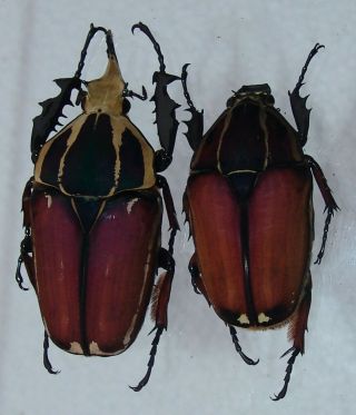 Mecynorrhina Ugandensis,  Male A 68 Mm,  Female A 52 Mm