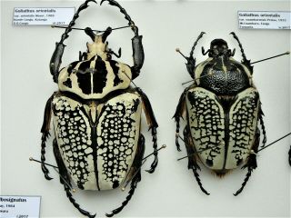 Cetoniidae,  Goliathus Orientalis Pair,  Big Male 90mm,  Congo