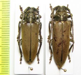Cerambycidae,  Paromelix Unicolor Pattersoni,  Pair,  Cote D 