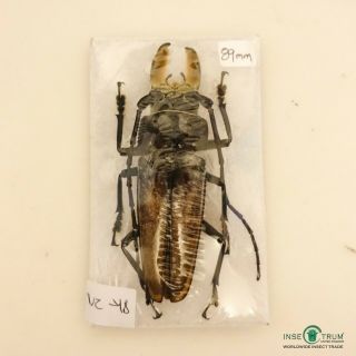 Cerambycidae - Callipogon Barbatus Male | Q.  Roo,  Mexico | A1,  89 Mm - N2 - 48