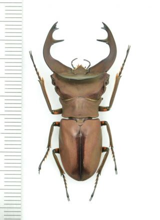 Lucanidae Cyclommatus Weinreichi 42mm From Irian Jaya